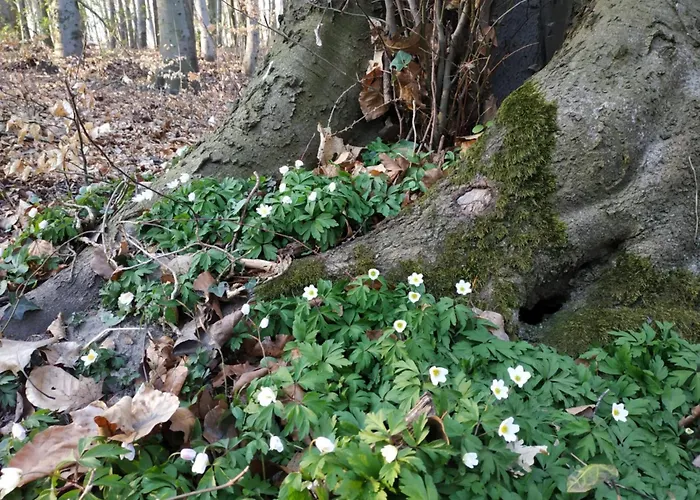 Appartement Przyplywy - Typu W Zielonej Dzielnicy Gdanska