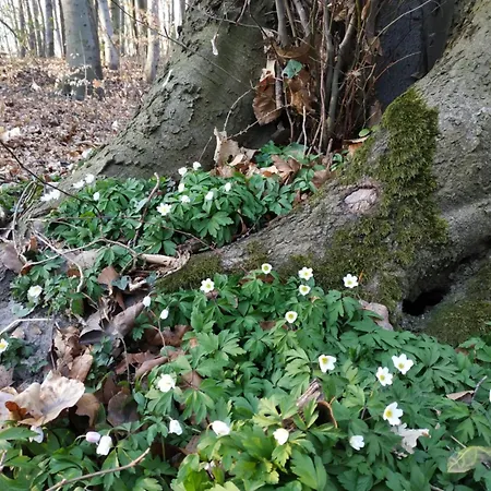 Appartement Przyplywy - Typu W Zielonej Dzielnicy Gdanska